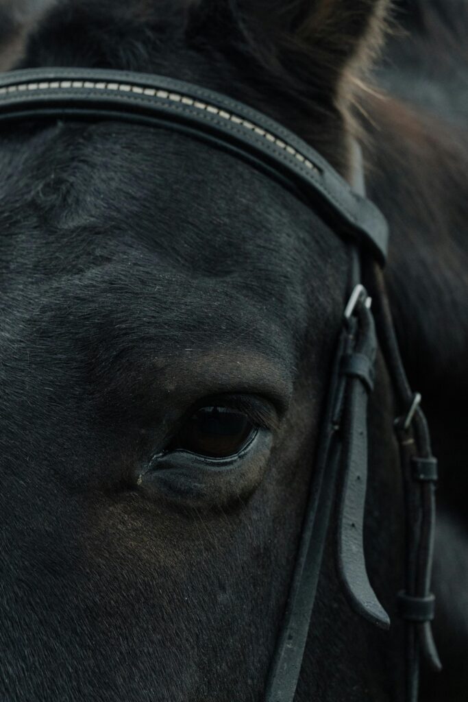 pexels-photo-7622240-7622240 Intimate close-up view of a black horse's eye and bridle, showcasing its elegance.
